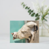 Schwangere Katze Postkarte (Stehend Vorderseite)