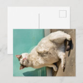 Schwangere Katze Postkarte (Vorne/Hinten)