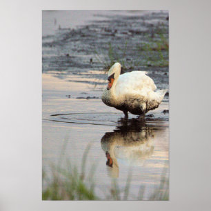 Schwanposter Poster