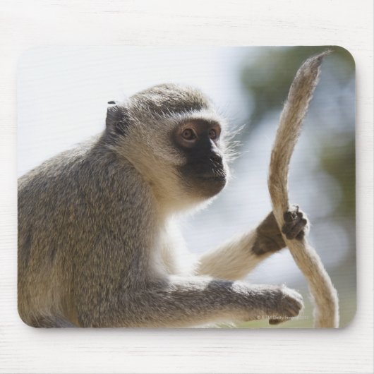 Schwanz des Affen Vervet Mousepad (Vorne)