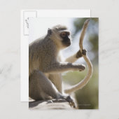 Schwanz des Affen Vervet Postkarte (Vorne/Hinten)