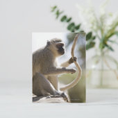 Schwanz des Affen Vervet Postkarte (Stehend Vorderseite)