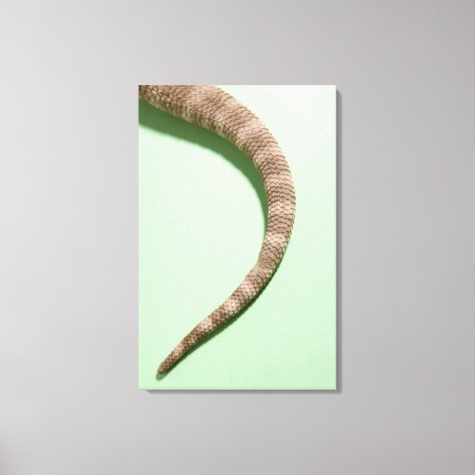 Schwanz des barteten Drachen Leinwanddruck (Vorderseite)