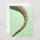 Schwanz des barteten Drachen Postkarte (Vorne/Hinten)