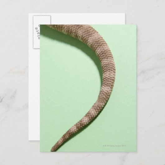 Schwanz des barteten Drachen Postkarte (Vorne/Hinten)