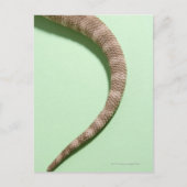 Schwanz des barteten Drachen Postkarte (Vorderseite)