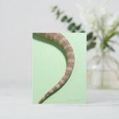 Schwanz des barteten Drachen Postkarte (Stehend Vorderseite)
