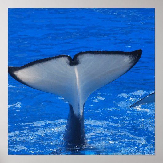 Schwanz eines Whale-Posters Poster (Vorne)