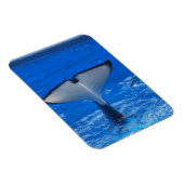 Schwanz eines Whale Premium Magnet (Rechte Seite)