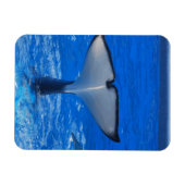 Schwanz eines Whale Premium Magnet (Horizontal)