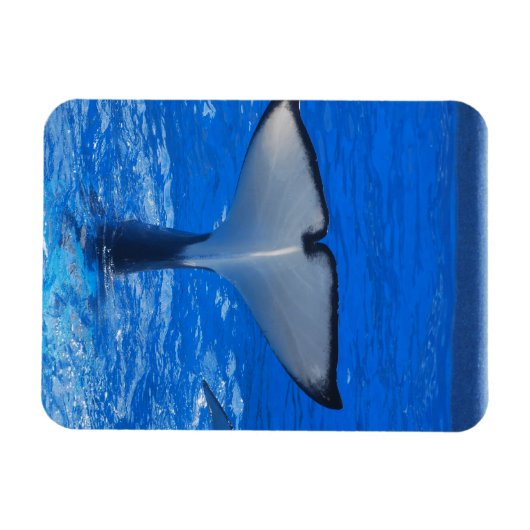 Schwanz eines Whale Premium Magnet (Horizontal)