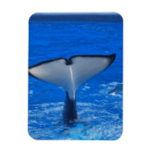 Schwanz eines Whale Premium Magnet (Vertikal)