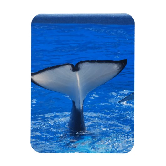 Schwanz eines Whale Premium Magnet (Vertikal)