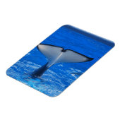 Schwanz eines Whale Premium Magnet (Linke Seite)