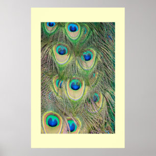 Schwanz Feathers Poster