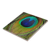 Schwanz-Federn für männliche Pfau Fliese (Seite)