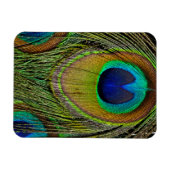 Schwanz-Federn für männliche Pfau Magnet (Horizontal)