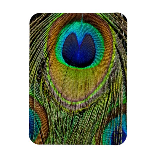 Schwanz-Federn für männliche Pfau Magnet (Vertikal)