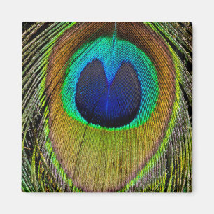 Schwanz-Federn für männliche Pfau Magnet