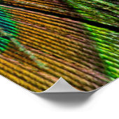 Schwanz-Federn für männliche Pfau Poster (Ecke)