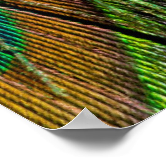 Schwanz-Federn für männliche Pfau Poster (Ecke)