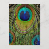 Schwanz-Federn für männliche Pfau Postkarte (Vorderseite)