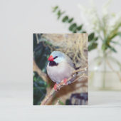 Schwanz-Finch Postkarte (Stehend Vorderseite)