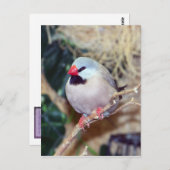 Schwanz-Finch Postkarte (Vorne/Hinten)