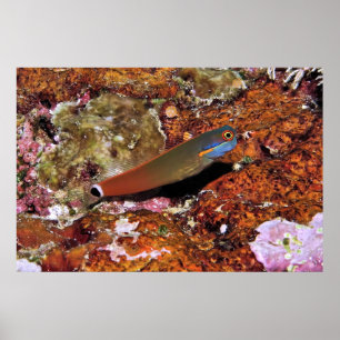 Schwanz Spot Blenny auf einem Schwamm Poster