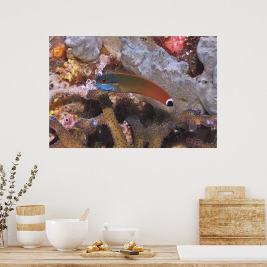 Schwanz Spot Blenny Poster (Küche)