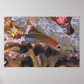 Schwanz Spot Blenny Poster (Vorne)