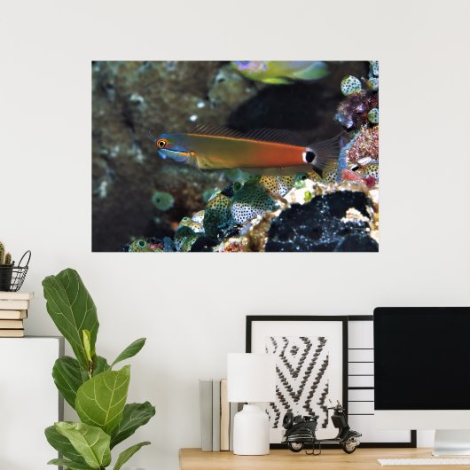 Schwanz Spot Blenny Poster (Heimbüro)