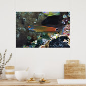 Schwanz Spot Blenny Poster (Küche)