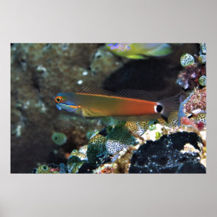 Schwanz Spot Blenny Poster