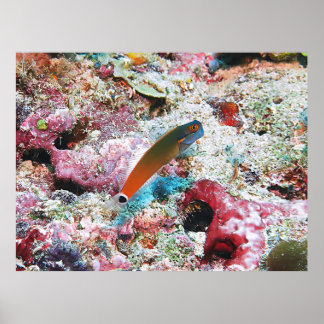 Schwanz Spot Blenny Poster