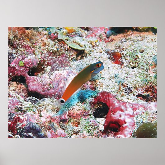 Schwanz Spot Blenny Poster (Vorne)