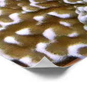 Schwanz Spot Blenny Trio Poster (Ecke)