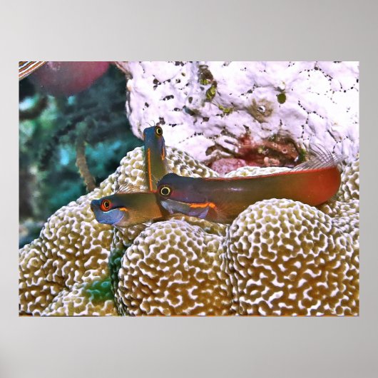 Schwanz Spot Blenny Trio Poster (Vorne)