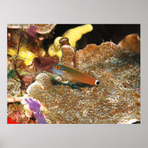 Schwanz Spot Blenny von Raja Ampat Poster