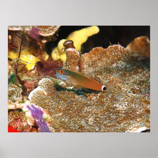 Schwanz Spot Blenny von Raja Ampat Poster (Vorne)