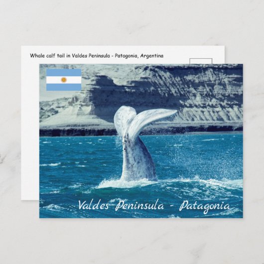 Schwanz von Whale - Argentinien Postkarte (Vorne/Hinten)