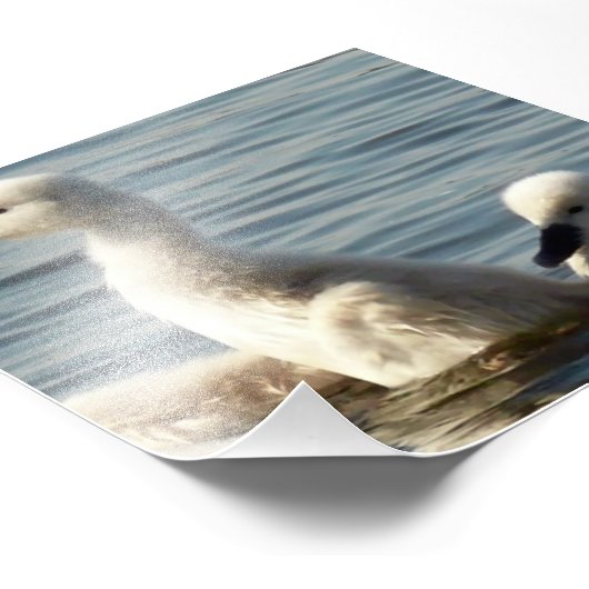 Schwänze Fotodruck (Ecke)