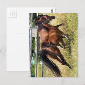 Schwänze hoch postkarte (Vorne/Hinten)