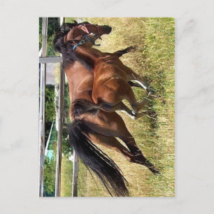 Schwänze hoch postkarte