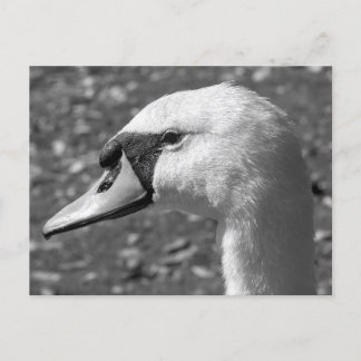 Schwänze Nah-up. Roath Park Lake, Cardiff, Wales Postkarte
