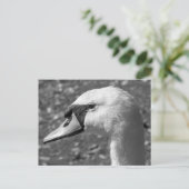 Schwänze Nah-up. Roath Park Lake, Cardiff, Wales Postkarte (Stehend Vorderseite)