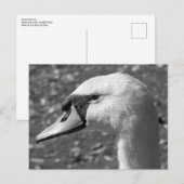 Schwänze Nah-up. Roath Park Lake, Cardiff, Wales Postkarte (Vorne/Hinten)