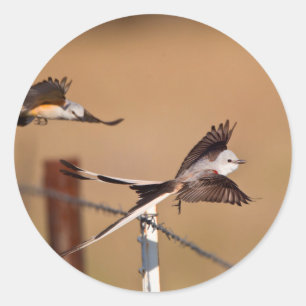 Schwanzflieger (Tyrannus Forficatus) Runder Aufkleber