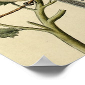 Schwanzmeise Poster (Ecke)