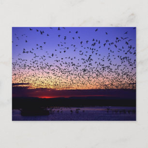 Schwarm bei Sonnenaufgang Postkarte